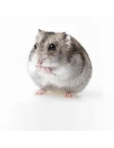 Hamster roborobski