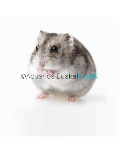 Hamster roborobski