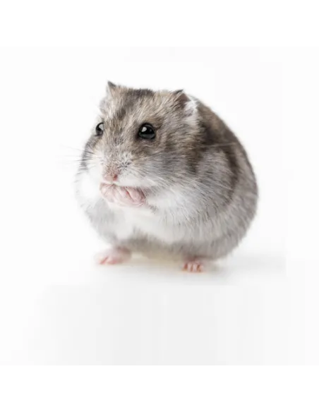Hamster roborobski