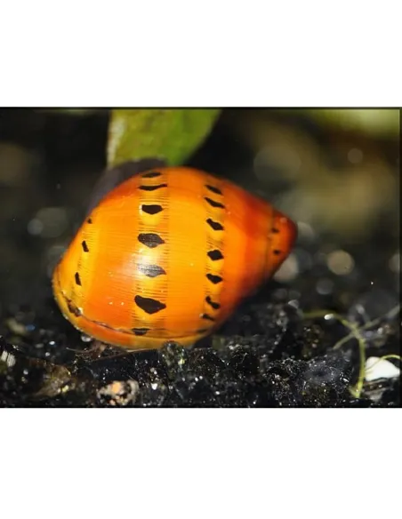Caracol cebolla rojo