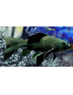 Carpa negra
