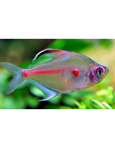 Tetra corazón sangrante
