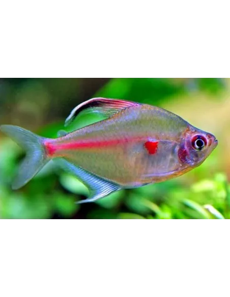 Tetra corazón sangrante