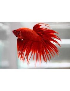 Betta macho Corona variado (1 Unidad)