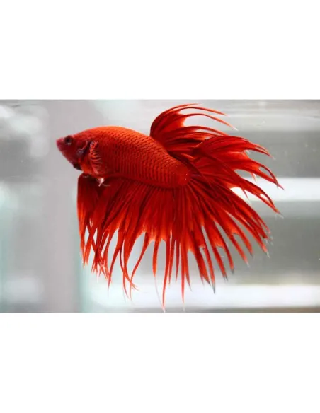 Betta macho Corona variado (1 Unidad)