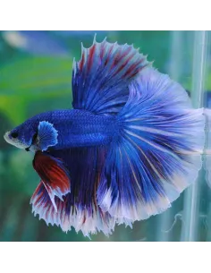 Betta macho Halfmoon variado (1 Unidad)