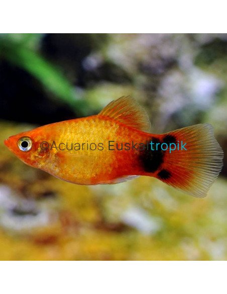 Platy mickey naranja