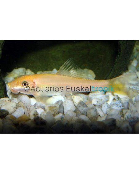 Pez ventosa albina