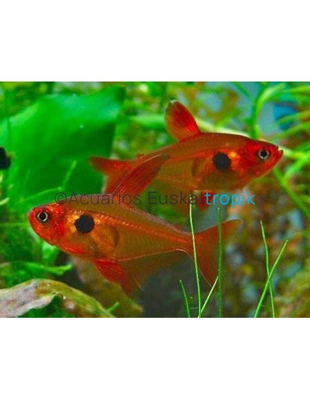 Tetra fantasma rojo