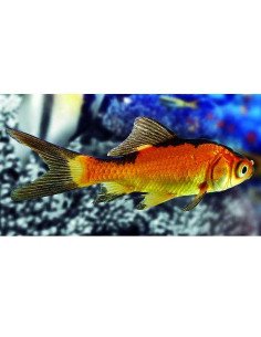 Carpa roja y negra