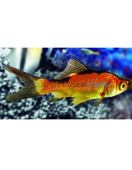 Carpa roja y negra