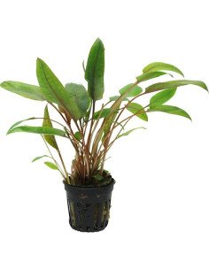 Cryptocoryne beckettii