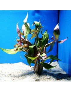 Alternanthera reinecki var roseifolia