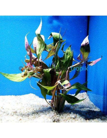Alternanthera reinecki var roseifolia