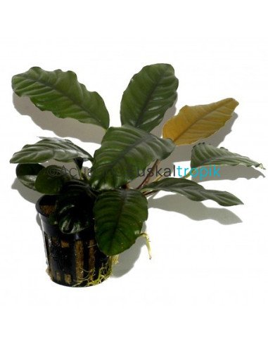 Anubias barteri 'Coffeifolia'