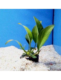 Anubias congensis