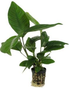 Anubias heterophila