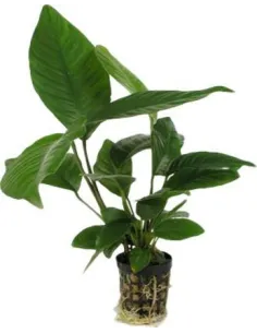Anubias heterophylla