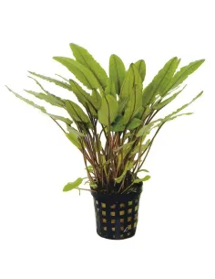 Cryptocoryne Petchii