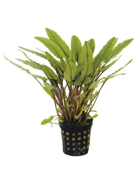 Cryptocoryne Petchii