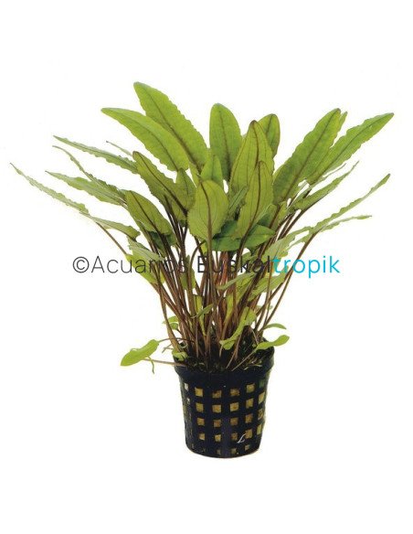 Cryptocoryne Petchii
