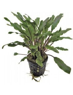 Cryptocoryne undulata