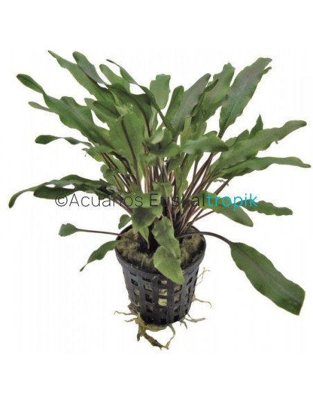 Cryptocoryne undulata