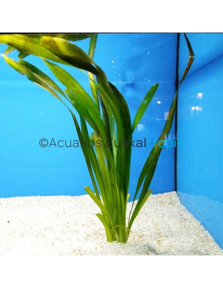 Vallisneria gigantea/americana