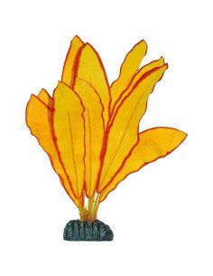 Echinodorus amarillo