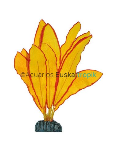 Echinodorus amarillo