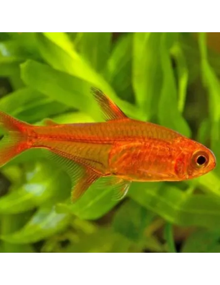 Tetra ambar