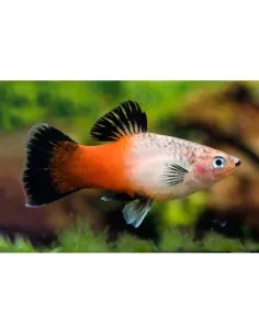 Platy tricolor