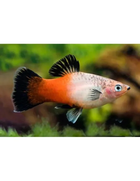 Platy tricolor