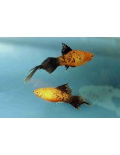 Platy pincel