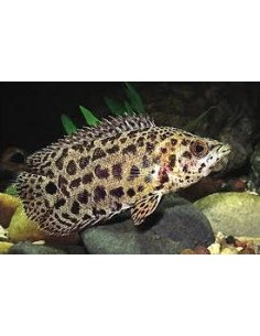 Gurami leopardo (Ctenopoma acutirostre)