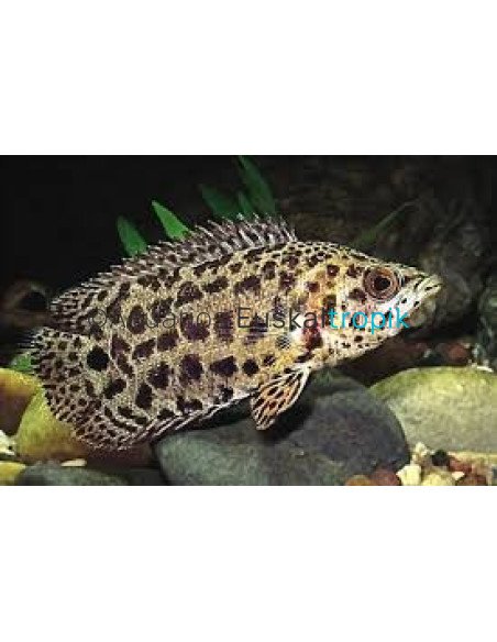 Gurami leopardo (Ctenopoma acutirostre)