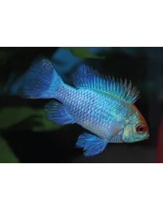 Ramirezzi azul eléctrico