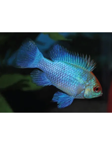 Ramirezzi azul eléctrico