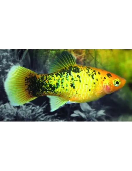 Platy oro cálico