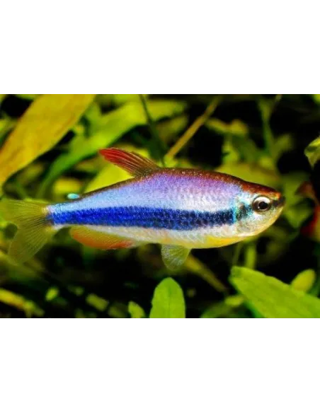 Tetra emperador morado