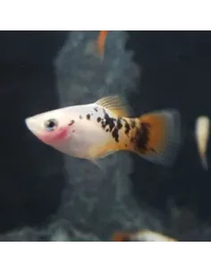 Platy blanco cola roja