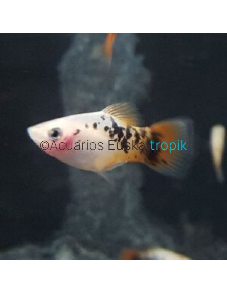 Platy blanco cola roja