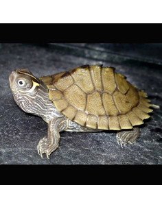 Graptemys Kohnii (Tortuga marrón)
