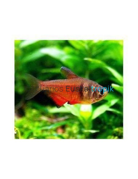 Tetra flama naranja