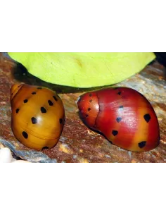 Caracol cebolla rojo