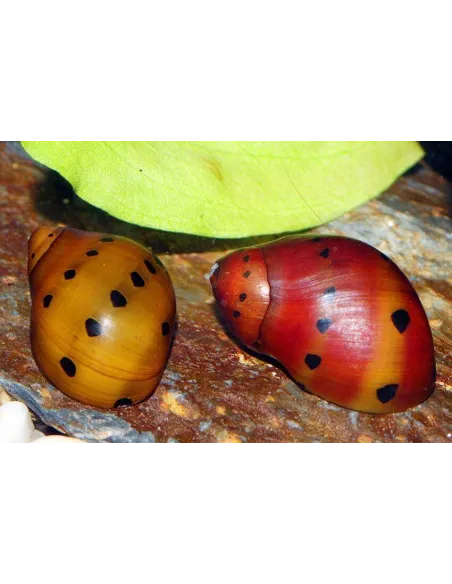Caracol cebolla rojo