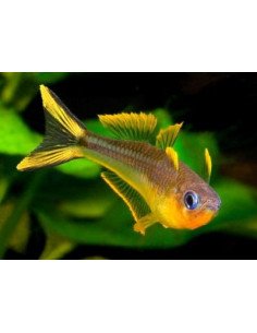 Pez ojo azul