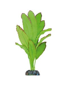 Echinodorus spidemet