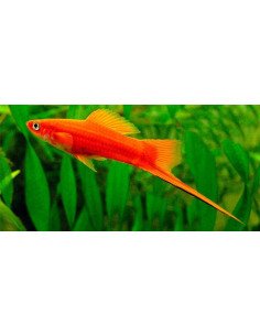 Xipho rojo