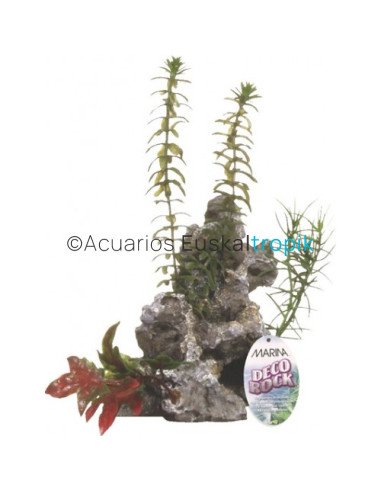 Ornamento deco rock con plantas marina